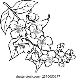 jasmine branch vector isolated illustration 