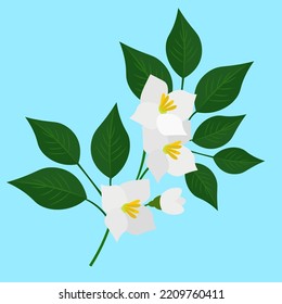 jasmine branch with white flowers
