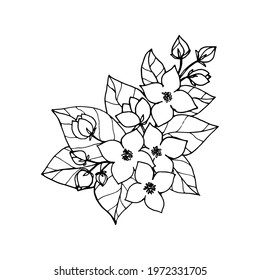 Jasmine bush, Philadelphus with flowers and buds, drawing with black outline and white fill. Vector illustration for design t-shirt, card, coloring page, invitations, posters.