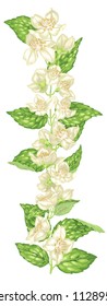 Jasmine decor element in vertical branch with flowers and leaves in vector illustration