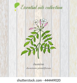 Jasmine, essential oil label, aromatic plant. Vector illustration