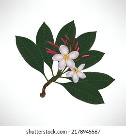 Jasminblume 3D-realistisches Vektorsymbol
