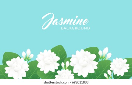 Jasmine flower background vector illustration. Jasmine is known as the symbol of Mother's Day in Thailand.