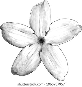 flor jazmín flor flor, esbozar gráficos vectoriales ilustración monocroma sobre fondo blanco