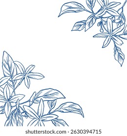 Jasmine flower botanical hand sketch illustration