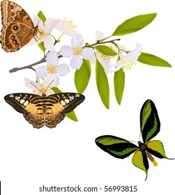 jasmine flower branch with three big butterflies