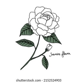 Jasmine flower drawing vector illustration