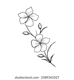 Jasmine flower drawing without colors. Flower jasmin vector