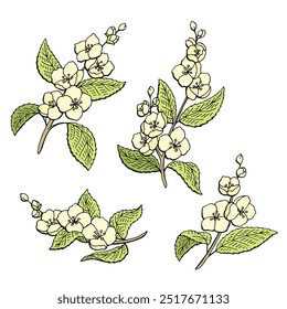 Jasmine flower graphic color isolated sketch illustration vector