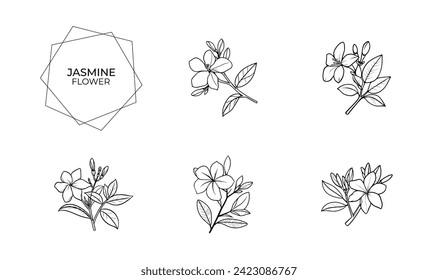 jasmine flower illustration and icon - flat design