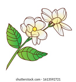 jasmine flower image vector illustration