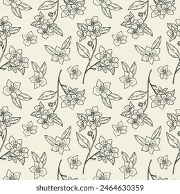 Jasmine flower ink sketch hand drawn seamless pattern vector illustration. Repeating background with jasmine plant, leaf, petal. For Herbal green tea, beauty, aroma. Design for label, card, textile