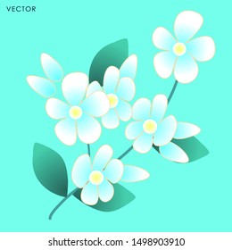 Jasmine flower isolate, Vector illustration design element