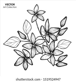 Jasmine Flower Isolate, Vector illustration design element