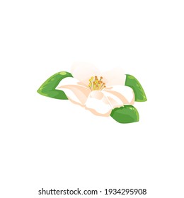 Jasmine flower isolated herbal tea drink ingredient icon. Vector fragrant aromatic jessamine in blossom, realistic tea herb. Blooming plant, flower with yellow middle and green leaves, jasminum icon