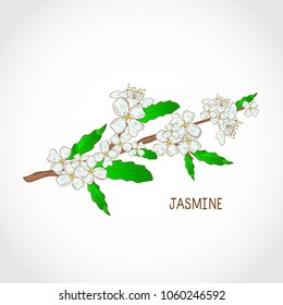 Jasmine. Flower, leaf, branch. Sketch. Logo