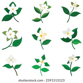 A Jasmine flower with leaf on a white background