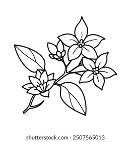 jasmine flower line art vector illustration