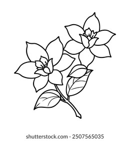 jasmine flower line art vector illustration