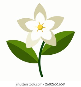 jasmine flower on white background