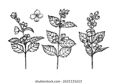 Jasmine flower outline sketch illustration set. Healthy botanical drawing in engraving style for organic cooking, garden care, and aromatherapy. Hand-drawn vector clipart