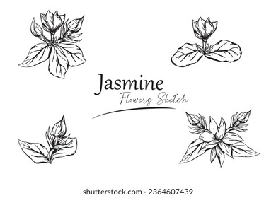 jasmine flower sketch vector illustration.