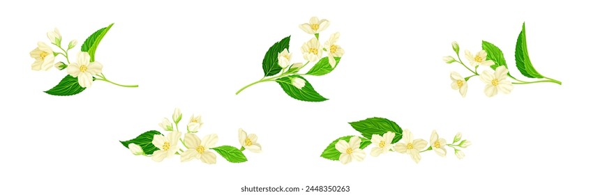 Jasmine Flower with Stalk and Green Leaves Vector Set