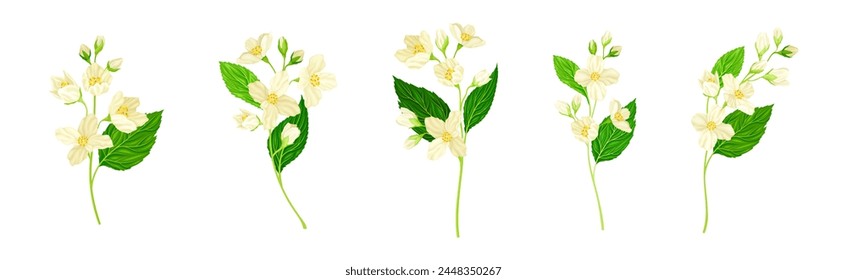 Jasmine Flower with Stalk and Green Leaves Vector Set