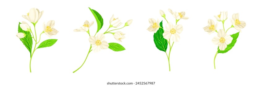 Jasmine Flower with Stalk and Green Leaves Vector Set