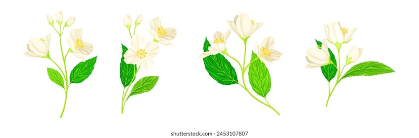 Jasmine Flower with Stalk and Green Leaves Vector Set