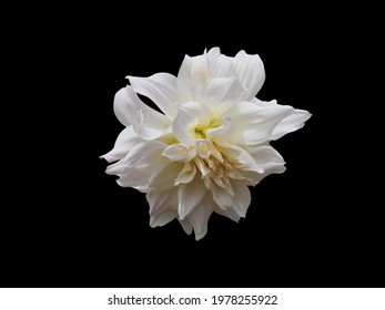 Jasmine Flower vector file with black background available.