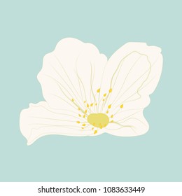 jasmine flower vector illustration