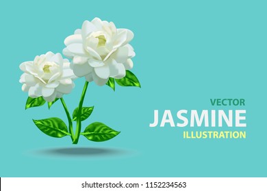 Jasmine flower vector illustration