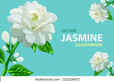 Jasmine flower vector illustration