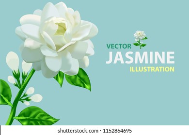 Jasmine flower vector illustration