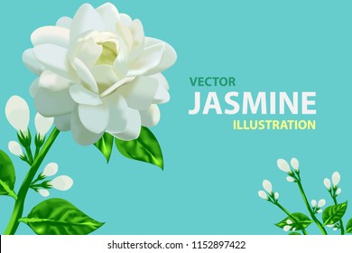 Jasmine flower vector illustration