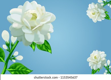 Jasmine flower vector illustration