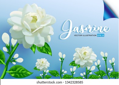 Jasmine flower. vector illustration.