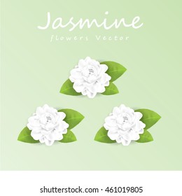 Jasmine Flower Vector Illustration