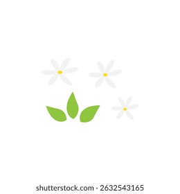 jasmine flower vector illustration jasmine flower image can be used to make fragrant, delicious and fresh jasmine tea