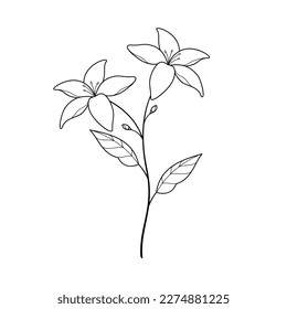 jasmine flower vector illustration