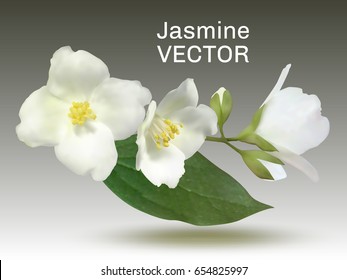 Jasmine flower vector illustration, mock orange plant branch. Realistic bush twig with buds, white petals, yellow pollen on stamens, green leaf. Isolated inflorescence on grey.