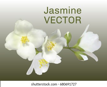 Jasmine flower vector illustration, mock orange plant branch. Realistic bush twig with buds, white petals, yellow pollen on stamens, green leaf. Isolated inflorescence on grayish green.