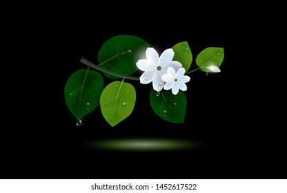 Jasmine flower vector illustration realistic with buds, white petals, green leaf, and some shining drop of water on black background