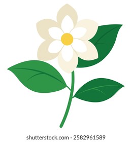 jasmine flower vector on white background 