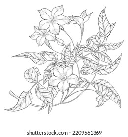 Jasmine Flower Vector Outline Illustration. Floral Line Art Illustration.