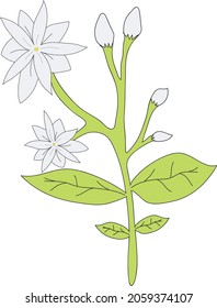 Jasmine Flower. White Jasmine isolated on white background. Vector illustration