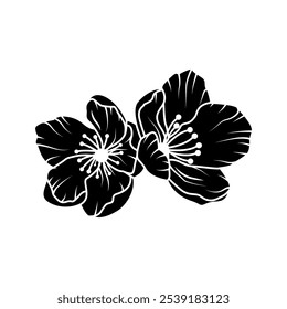 Flores de jasmim. Ilustração vetorial em preto e branco isolada sobre fundo branco.