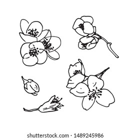 Jasmine flowers and buds isolated on white. Vector hand drawn sketch collection. Vintage rustic doodle floral set. Perfect for wedding, stationery, social media, package, logo and icon design