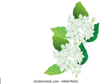 Jasmine flowers with green leaves on white background for object 